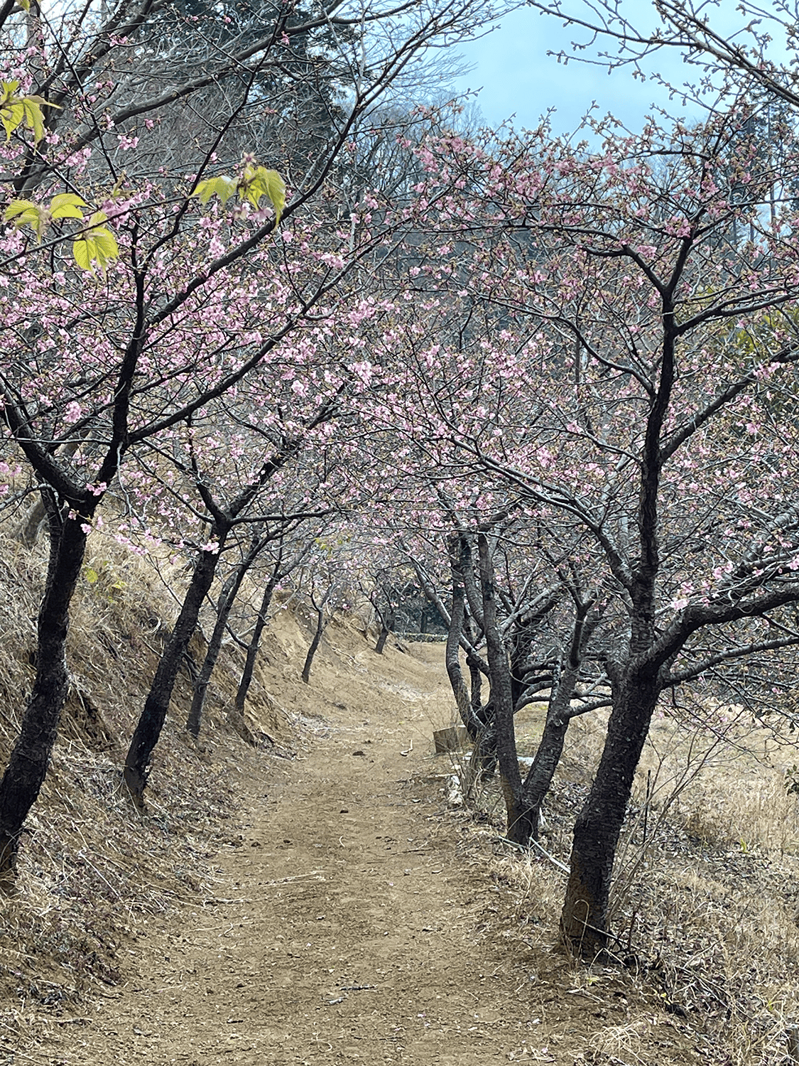 お散歩コース、桜ロード