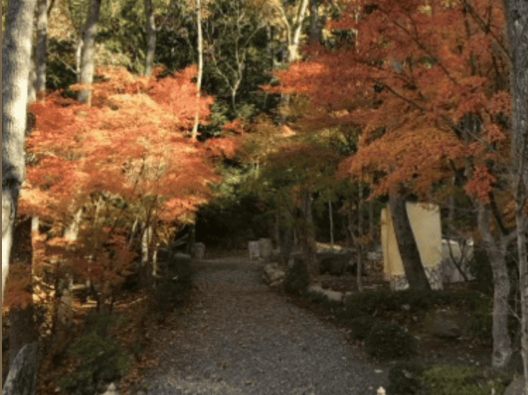紅葉の森