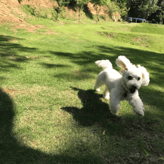 ドッグラン